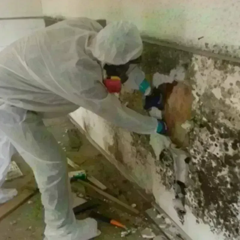 Mold Remediation and Removal in Brewer, ME